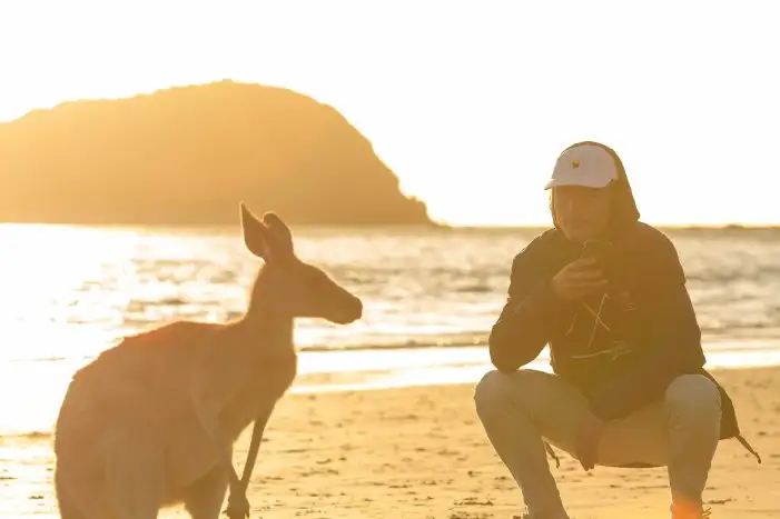 Casuarina Beach Sunrise With Wallabies