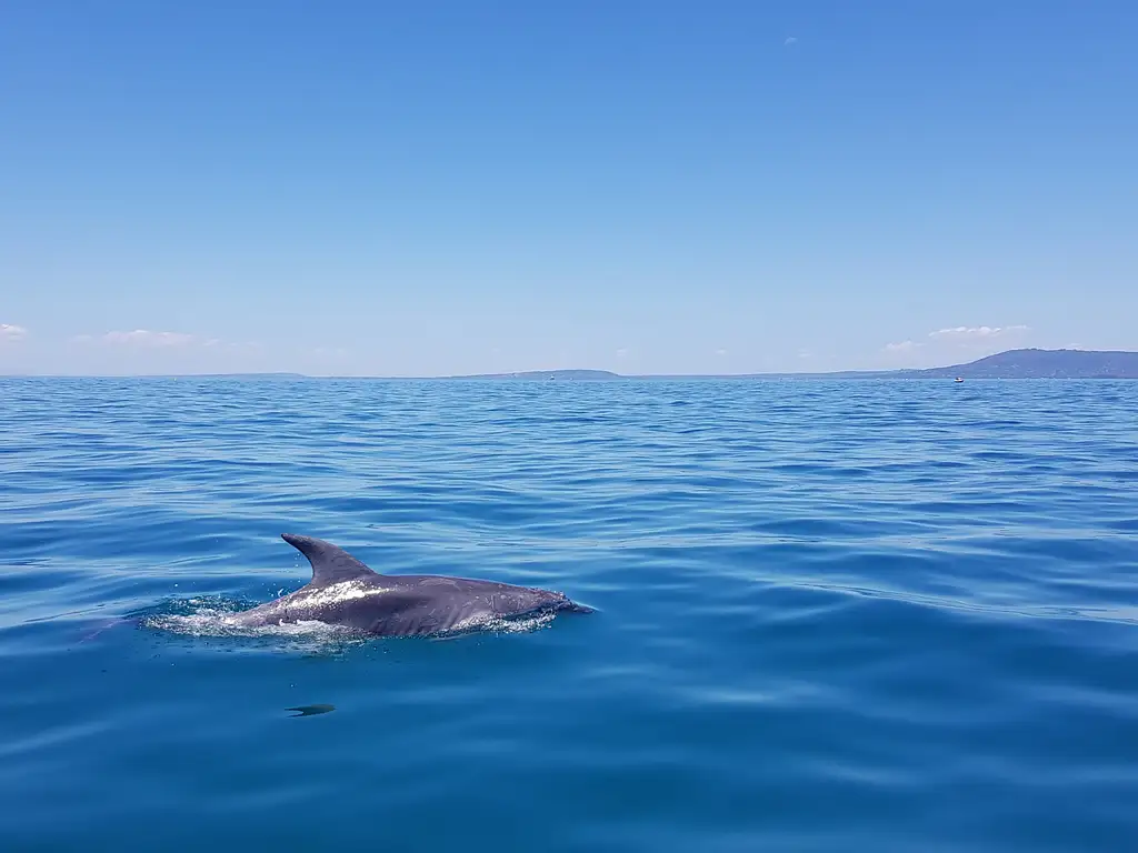 Dolphin and Seal Watching Eco Boat Tour - Mornington Peninsula