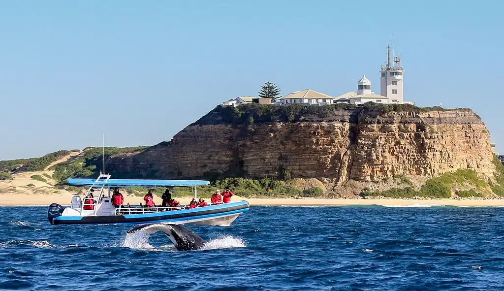 Newcastle Whale Encounter Tour