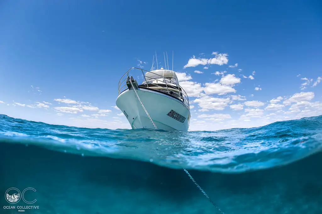 Whale Shark Adventure tour | From Coral Bay