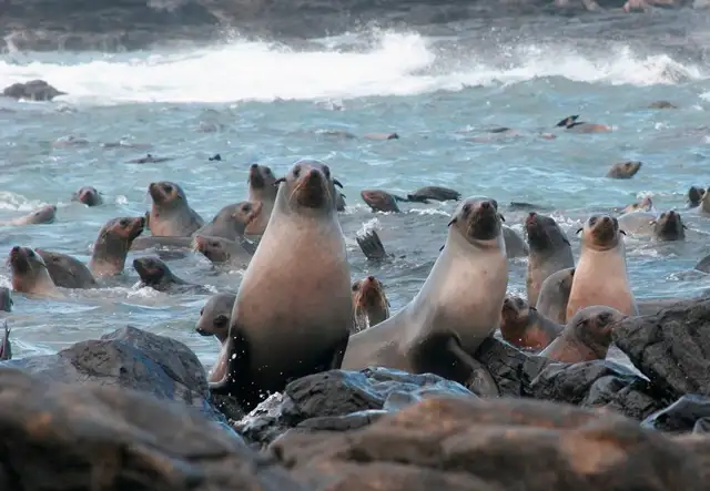 Phillip Island Seal Watching Cruise