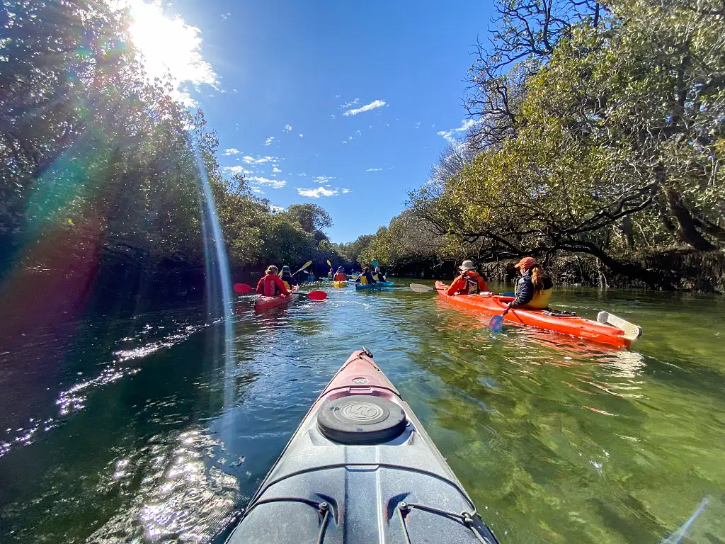 Dolphin Sanctuary Mangroves Tour