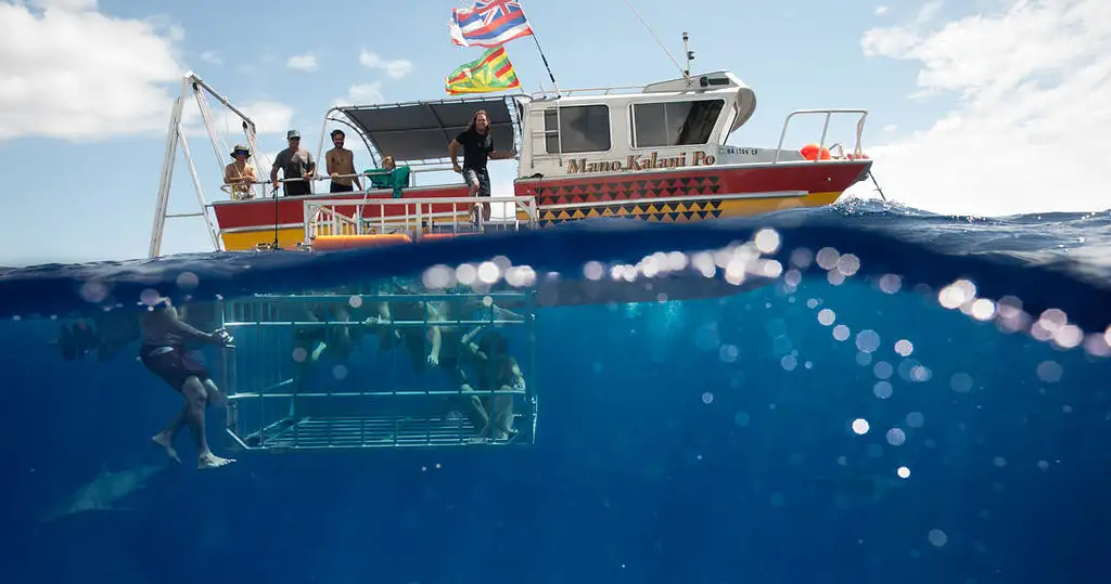 Shark Cage Diving Tour North Shore Oahu