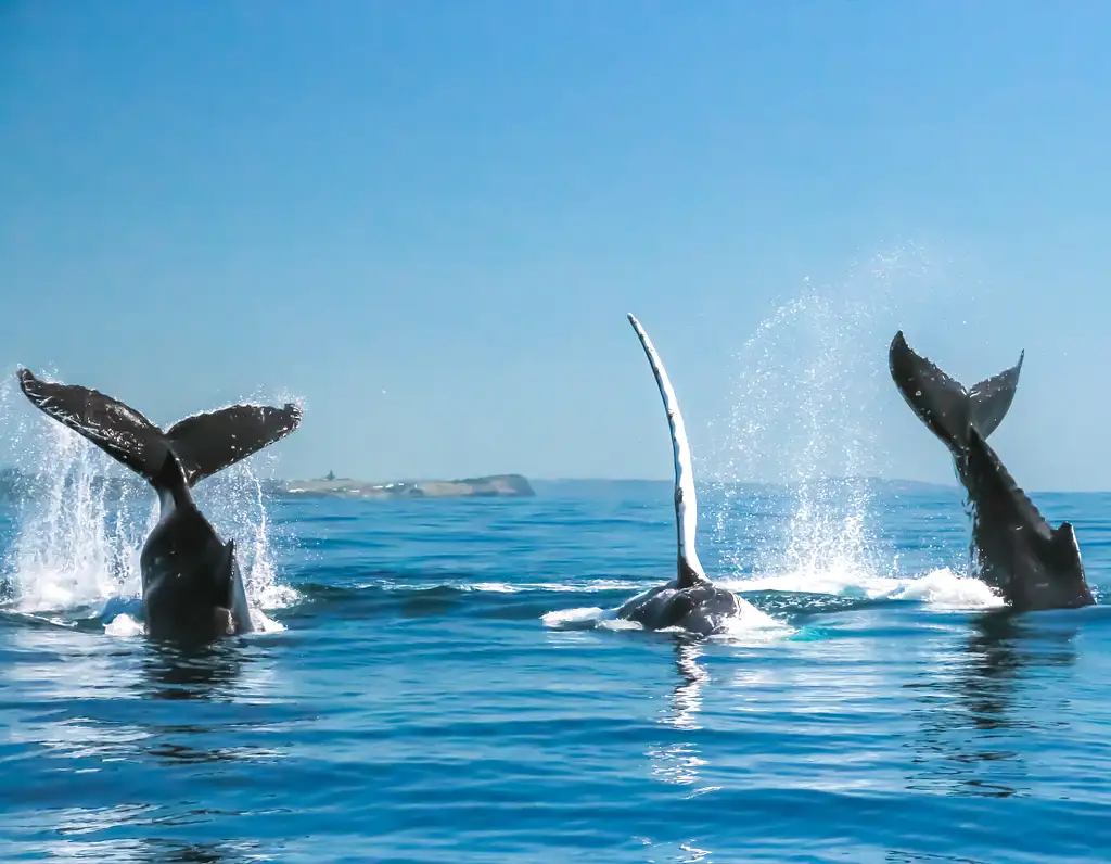 Byron Bay Whale Watching Cruise from Ballina