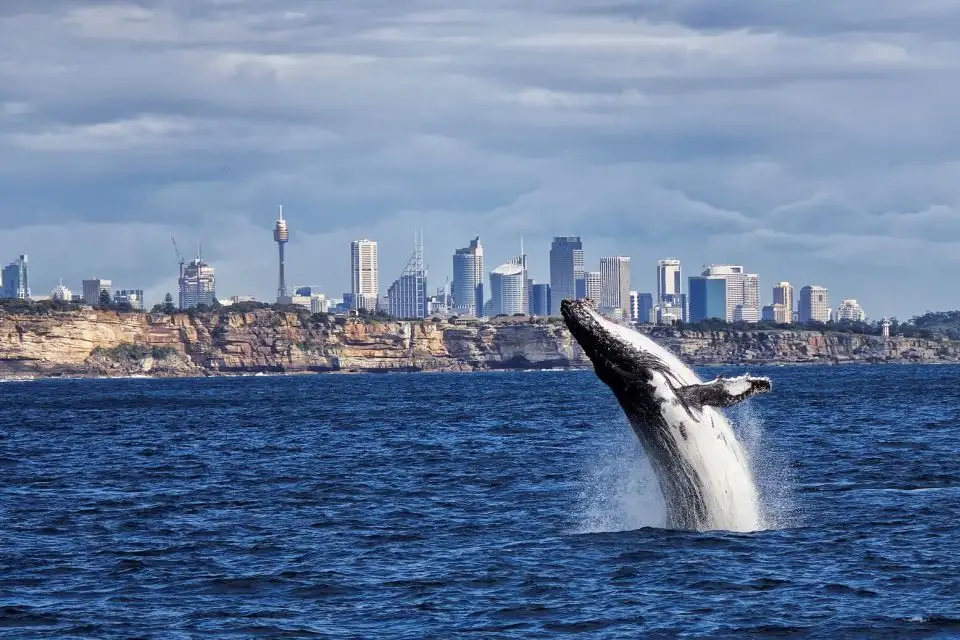 Sydney Whale Watching Tour - Circular Quay departure