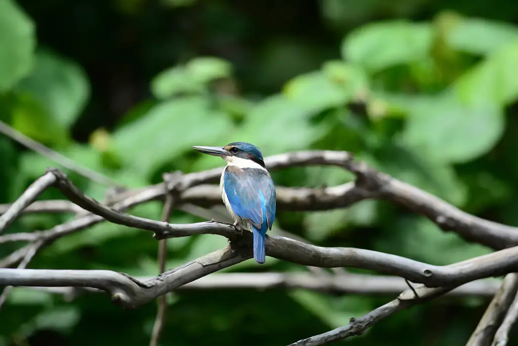 Daintree Rainforest Night Tour | Afternoon Departure