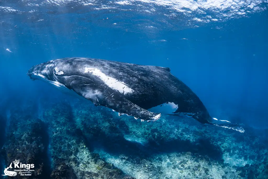 Whale Shark & Humpback Whale Eco Tour (Aug-Sept) | Departing Exmouth