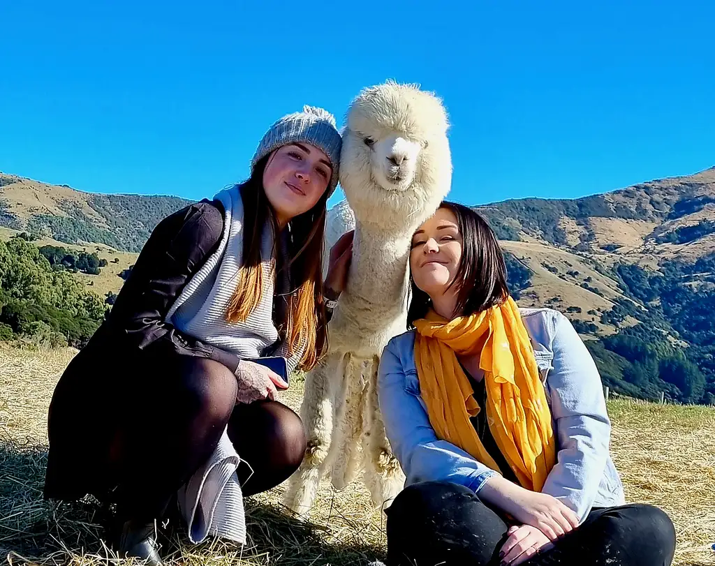 Shamarra Alpaca Farm Tour Akaroa | New Zealand