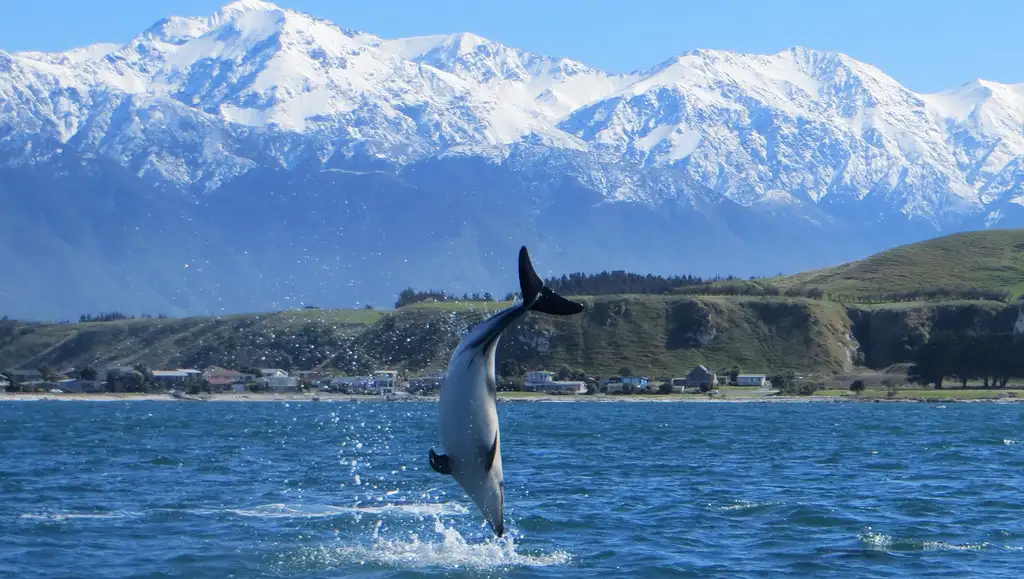 Kaikoura Guided Wildlife Kayak Tour