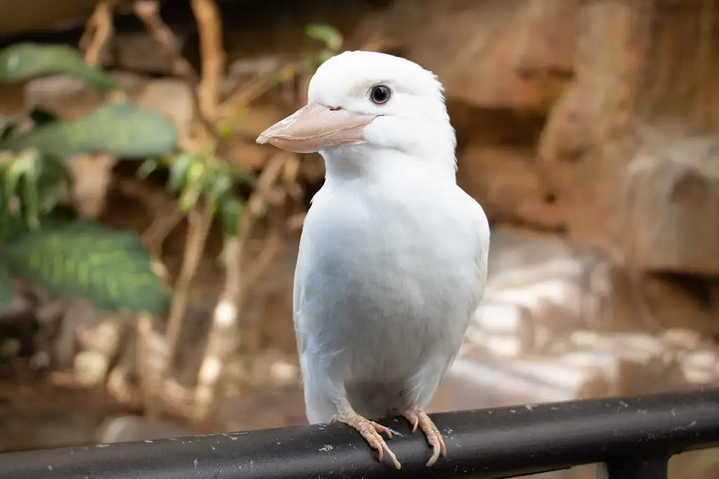 Cairns ZOOM Activities & Wildlife Dome Entry