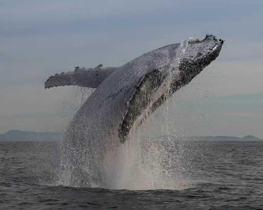 Whale Watching Tour Byron Bay