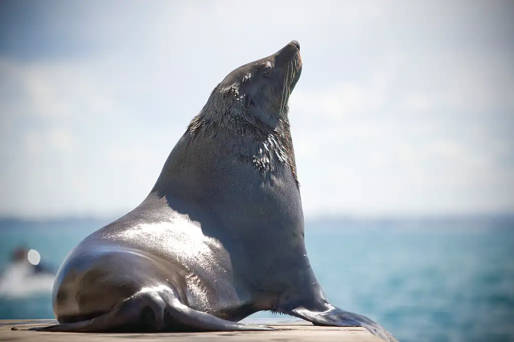 3 Hour Dolphin And Seal Swim - Port Phillip