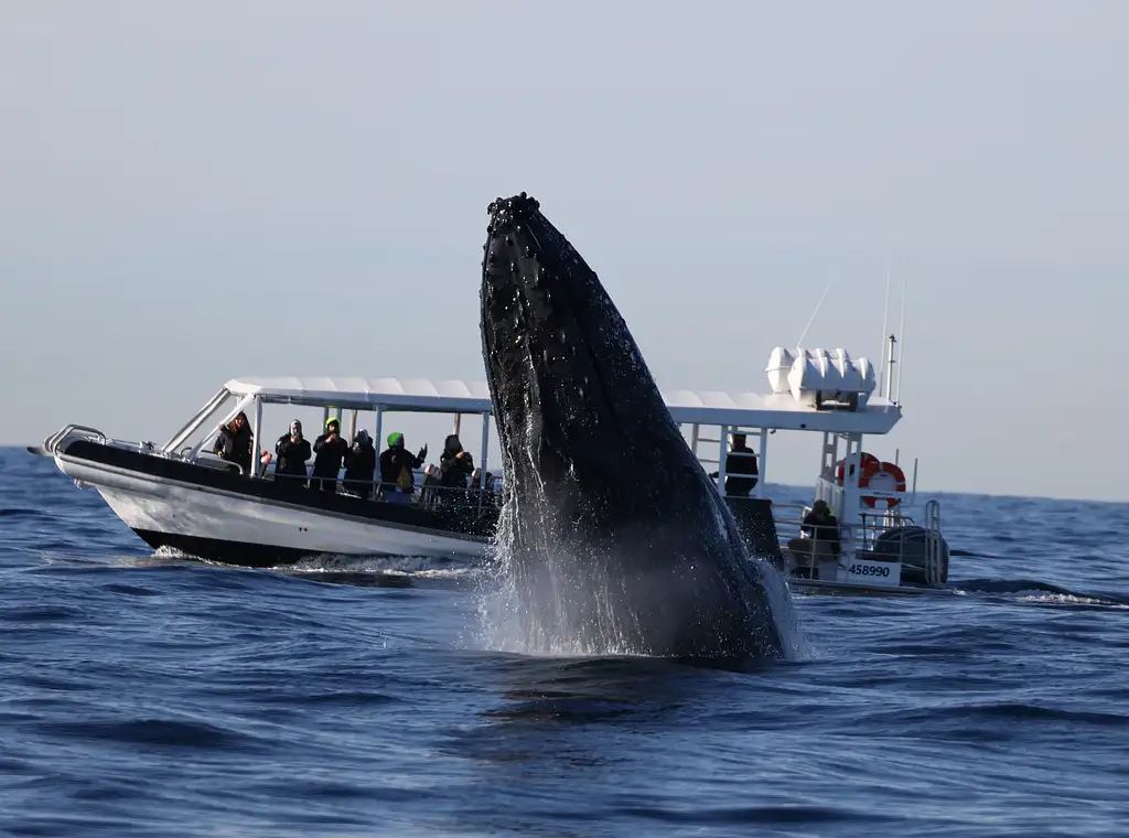 Whale Watching on vessel OSPREY - Circular Quay