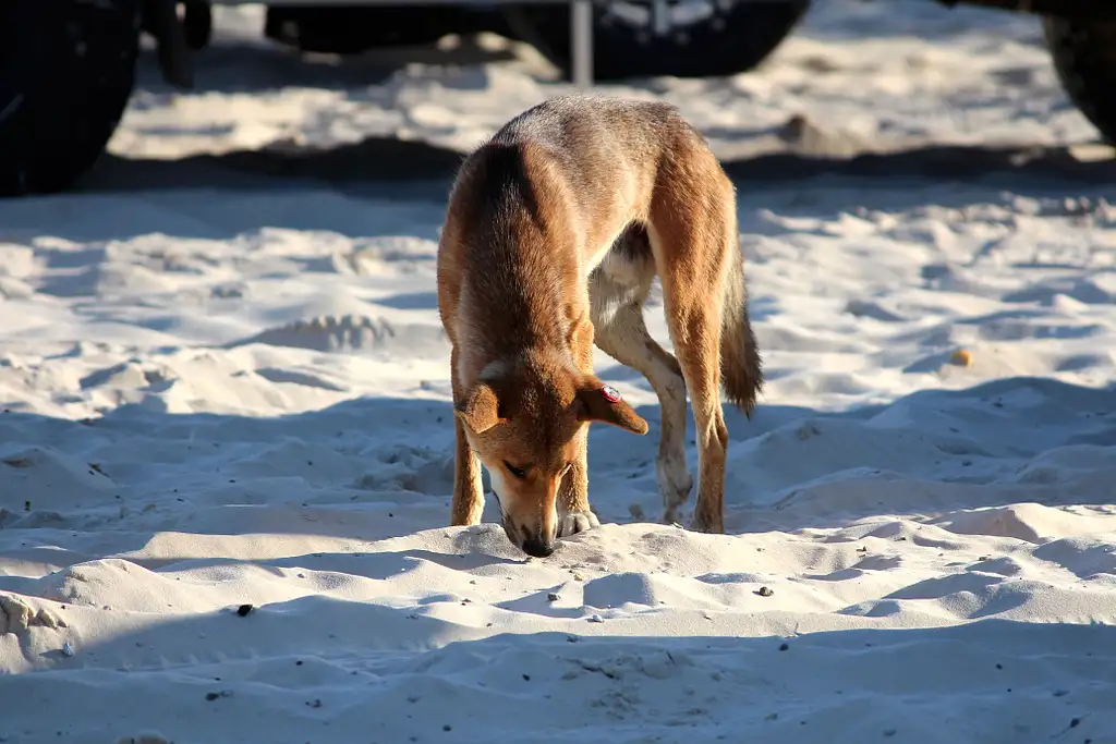 Fraser Island 2 Days 1 Night Eco Tour from Brisbane