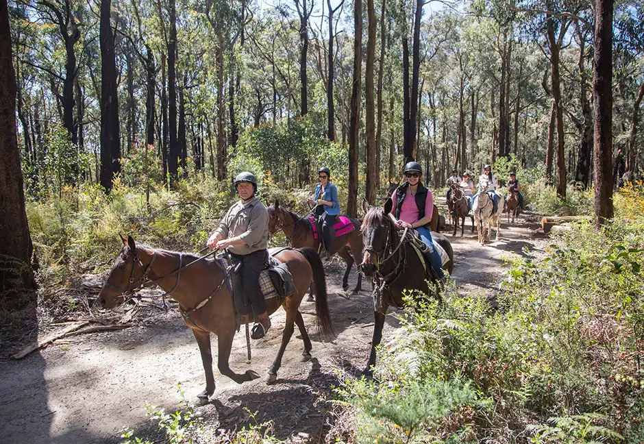 Yarra Valley Wine Tasting & Horse Trail Ride