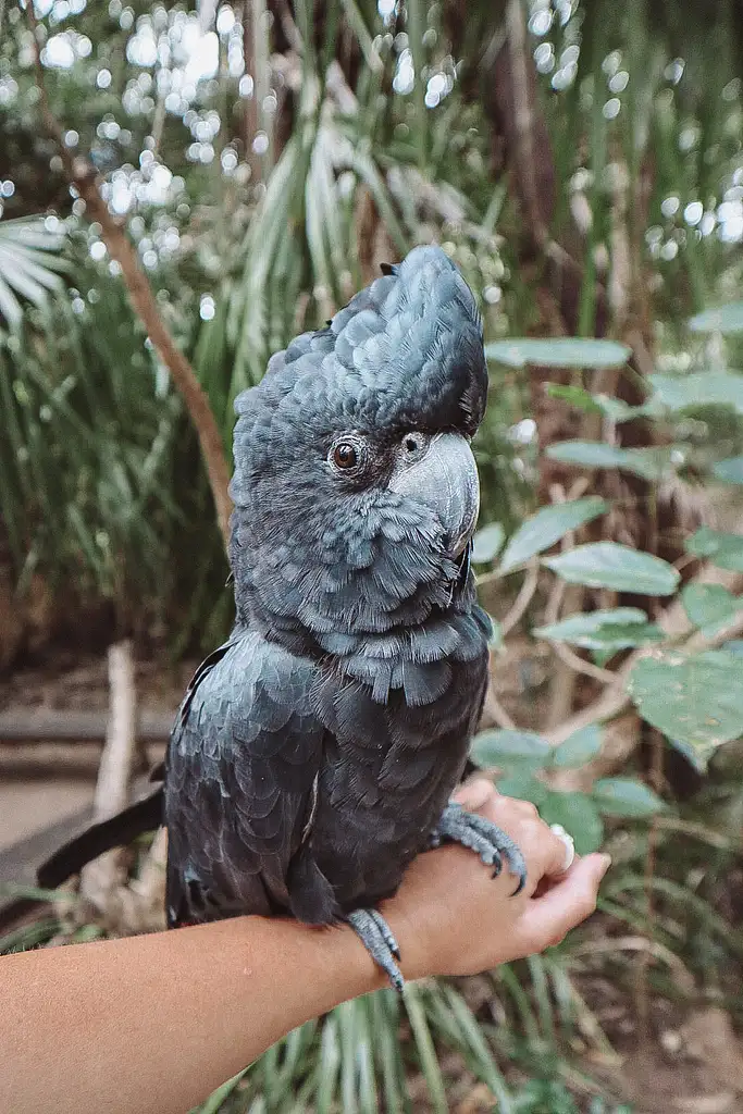 Selina Breakfast with Koalas | Magnetic Island