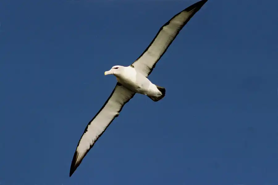 Tasman Island 3 Hour Cruise - Departing Port Arthur