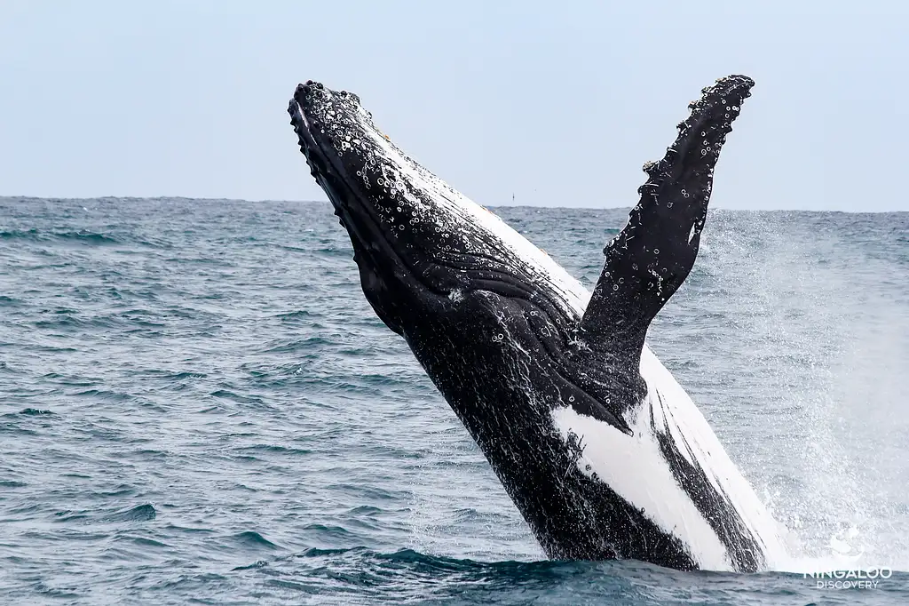 Ningaloo Whale Shark Swim & Eco Tour On A Catamaran (Aug-Oct) | Departing Exmouth