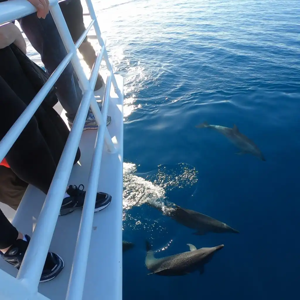 K'gari Fraser Island Beach & BBQ Cruise | Half Day  Trip (Nov to June) - Departing Hervey Bay