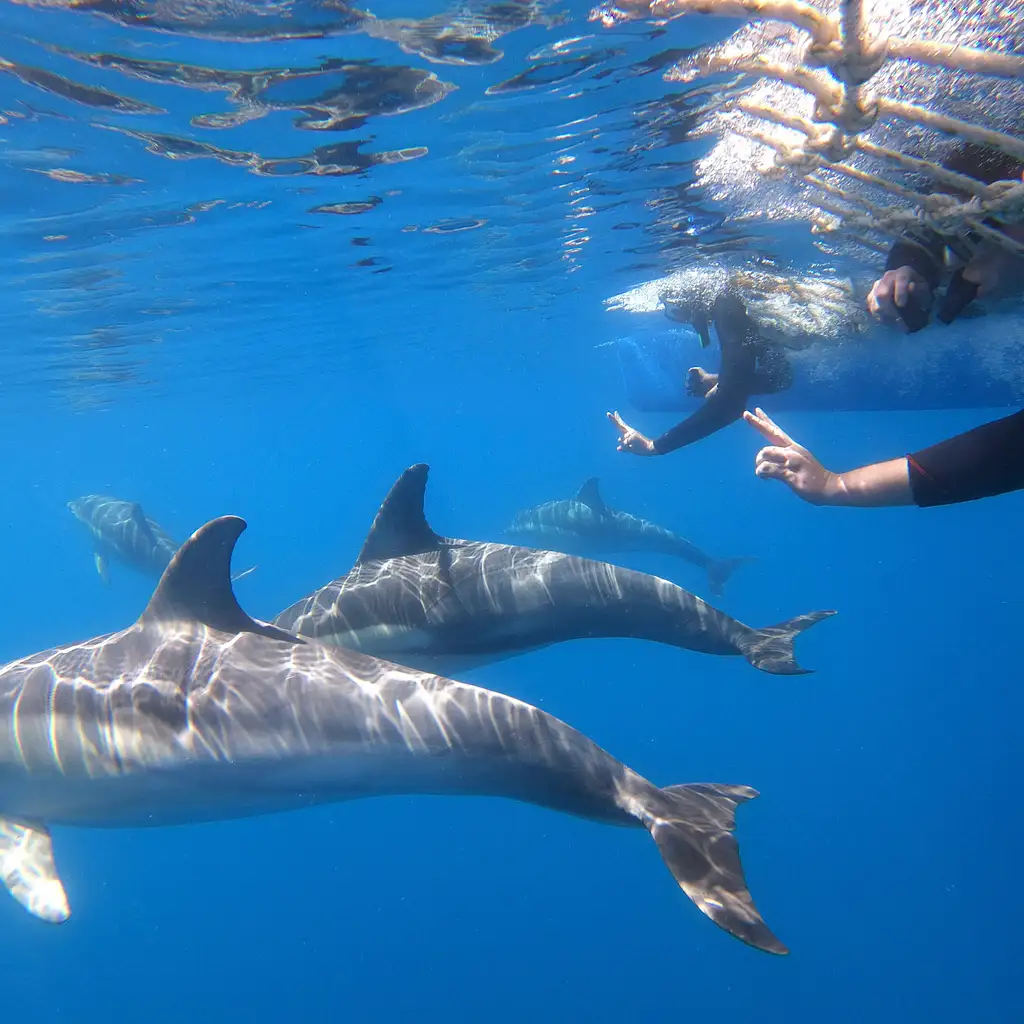 3.5-Hour Swimming with Wild Dolphins Experience