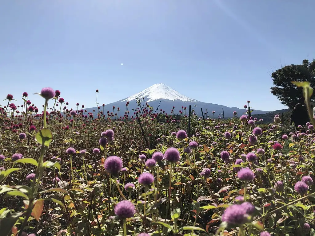 Mt Fuji Day Tour With Kawaguchiko Lake | 1-day Package