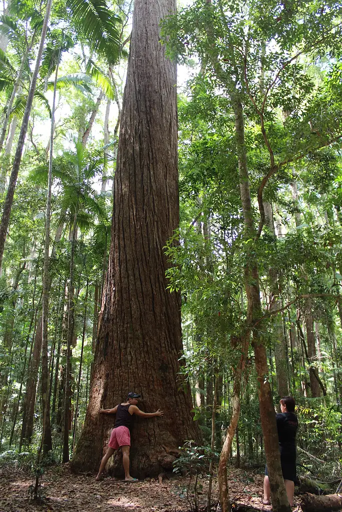 Fraser Island 2 Days 1 Night Eco Tour from Brisbane