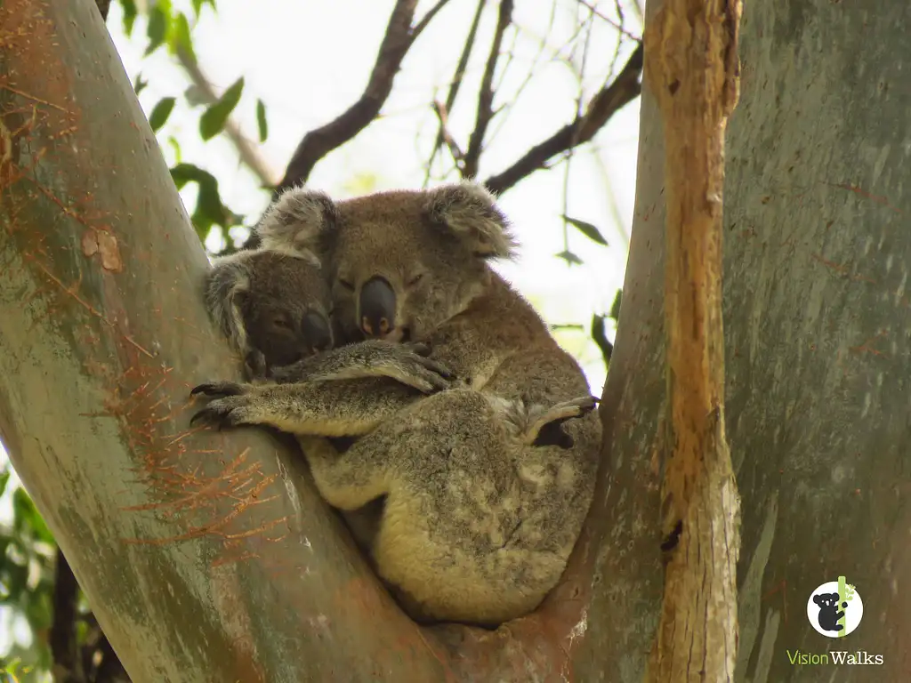 Byron Bay Koala-Spotting Eco Tour