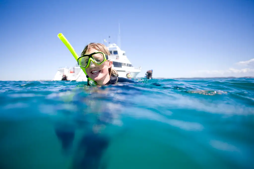 3 Hour Dolphin And Seal Swim - Port Phillip