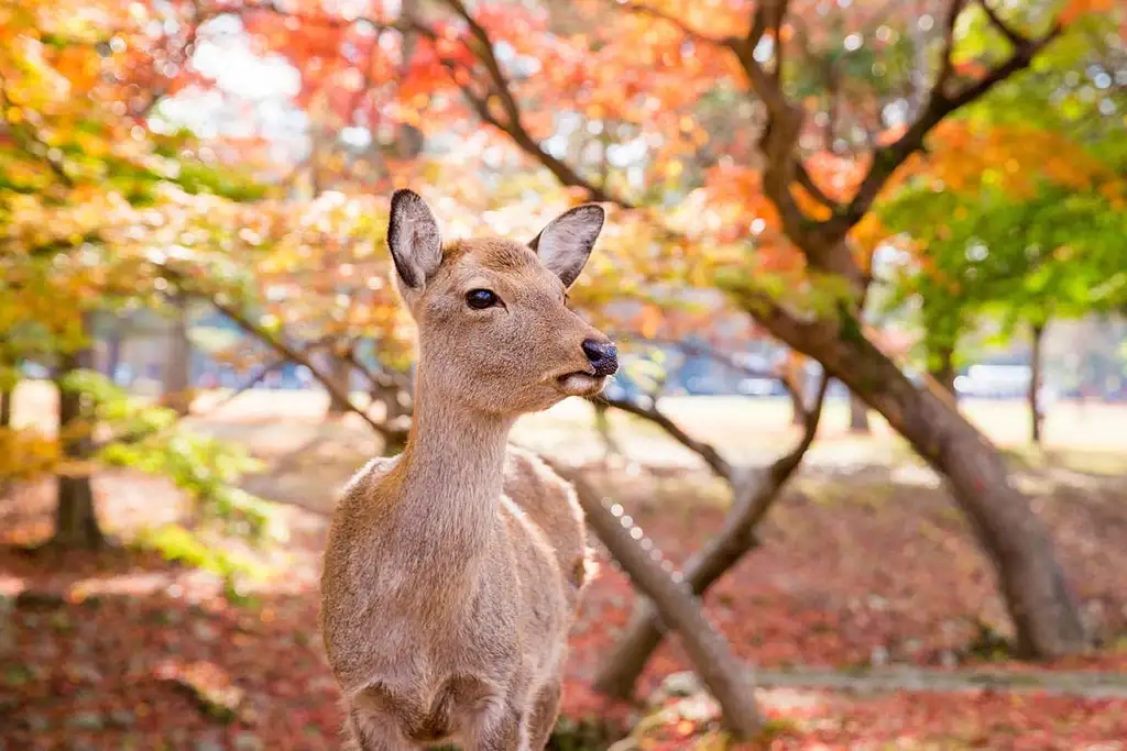 1-Day Tour To Kyoto And Nara Park From Osaka