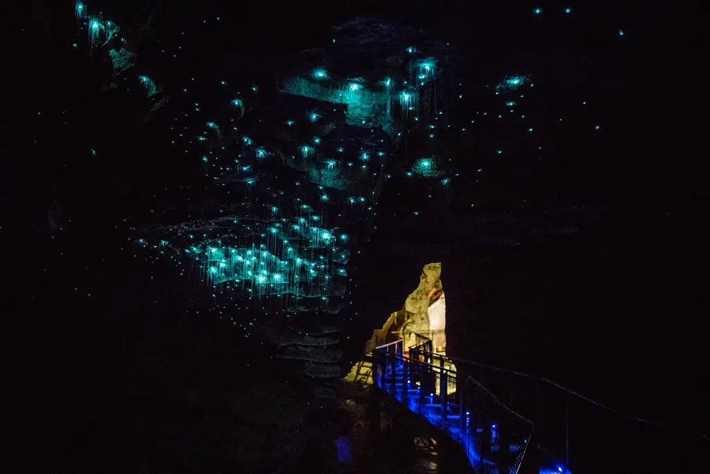 Waitomo Caves Boat Tour | Waitomo Glowworm Caves NZ