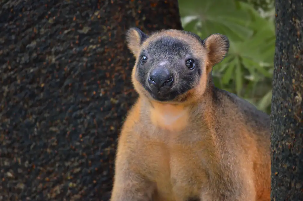 Admission To Wildlife Habitat | Port Douglas