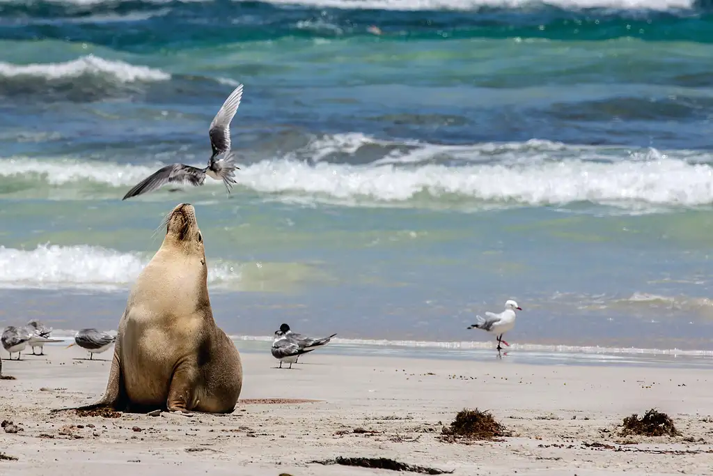 One Day Kangaroo Island Experience from Adelaide