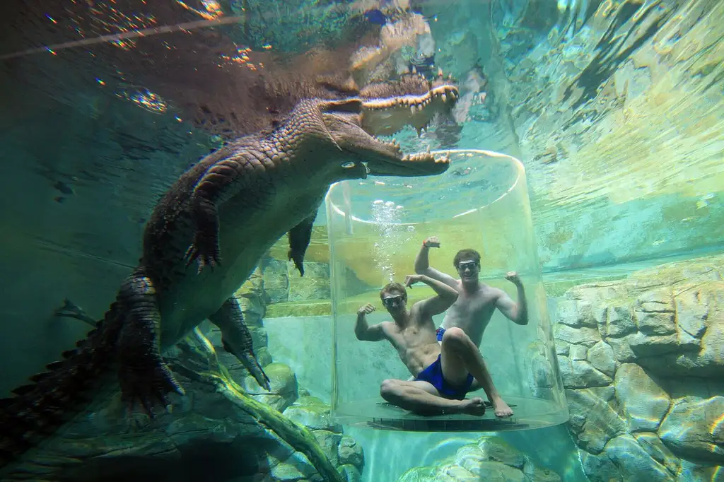 crocosaurus cove discount