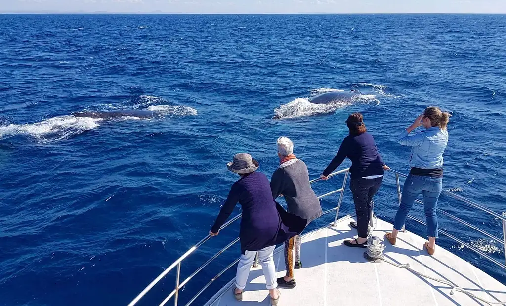 Whale Watching Cruise Without the Crowds - Mooloolaba