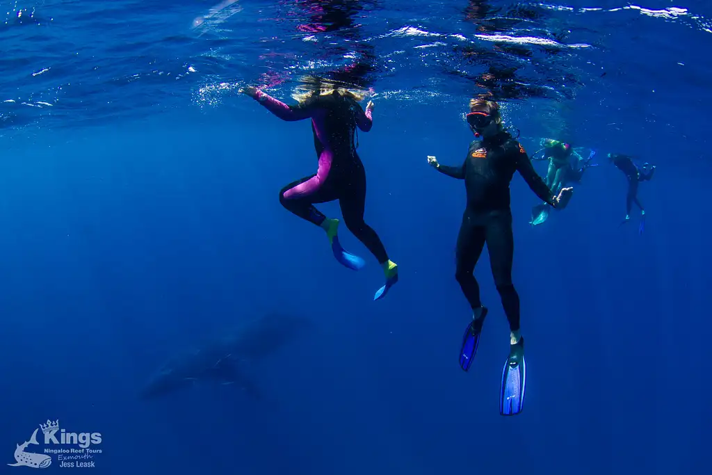 Whale Shark & Humpback Whale Eco Tour (Aug-Sept) | Departing Exmouth