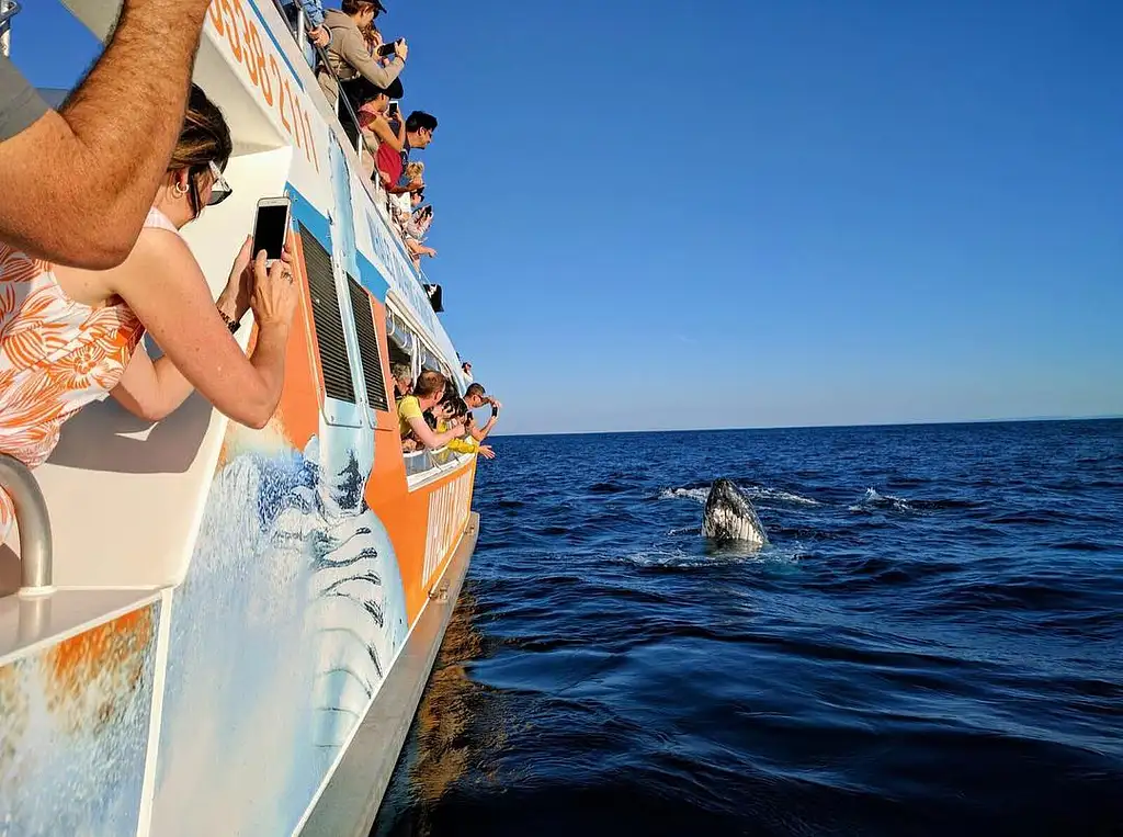 Gold Coast Whale Watching Cruise