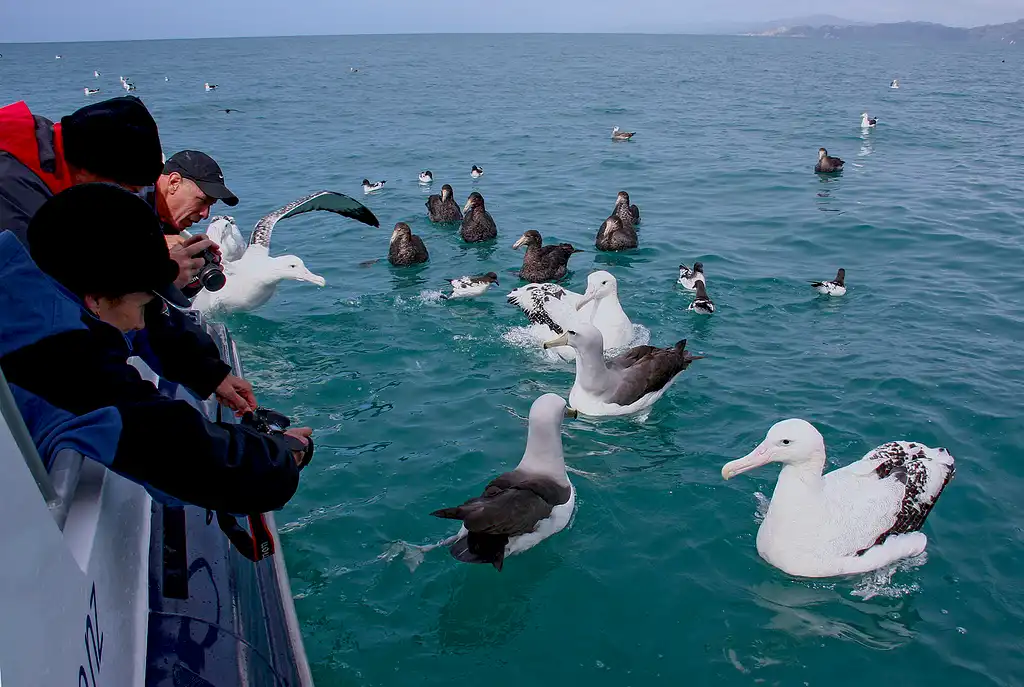 Kaikoura Albatross Encounter Cruise | South Island