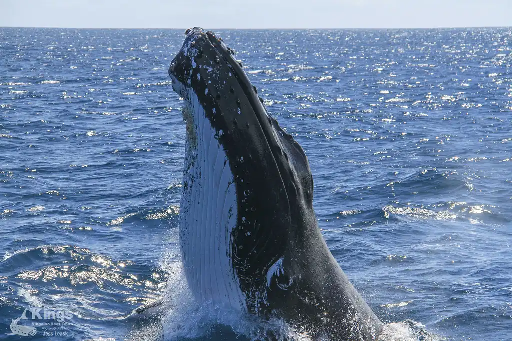 Whale Shark & Humpback Whale Eco Tour (Aug-Sept) | Departing Exmouth