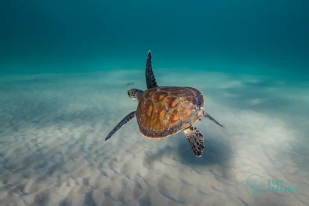 Snorkel with Turtles | Byron Bay Julian Rocks