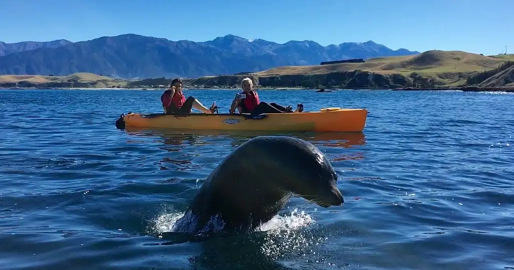 Seal Kayak Tour Kaikoura