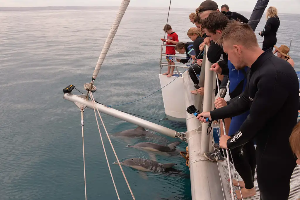 3.5-Hour Swimming with Wild Dolphins Experience