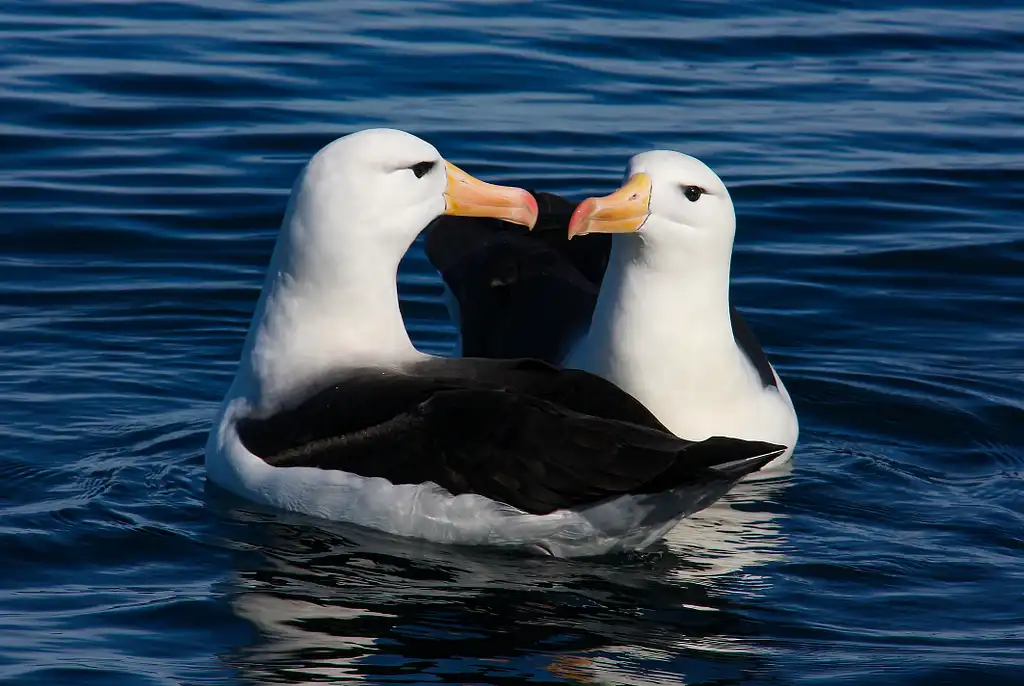 Kaikoura Albatross Encounter Cruise | South Island