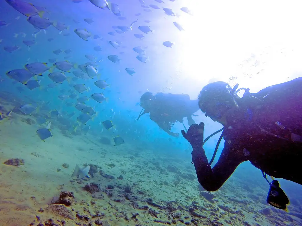 Gold Coast Single Dive