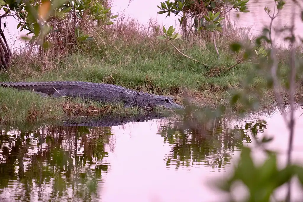 Everglades Airboat & Wildlife Show