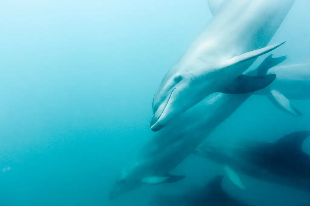 Great Reef Snorkel Tour - Swim with Dolphins and Seals