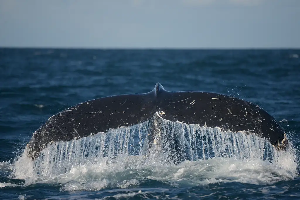 Jervis Bay Whale Watching Tour