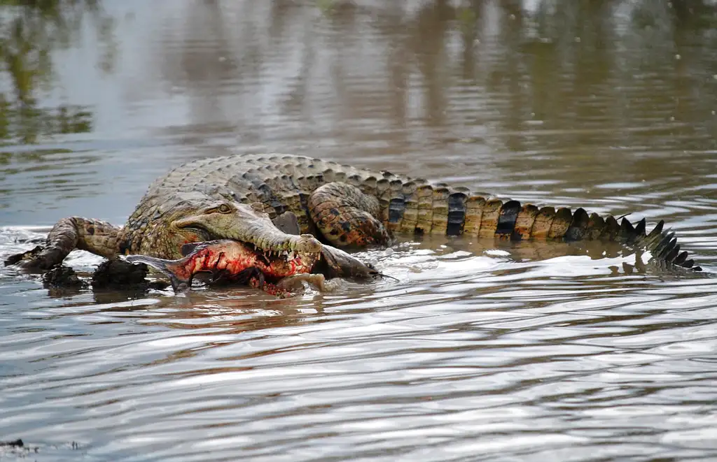 Darwin Wetland Experience