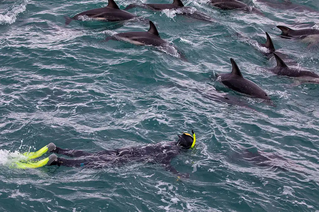 Swim With Dolphins In Kaikoura | South Island