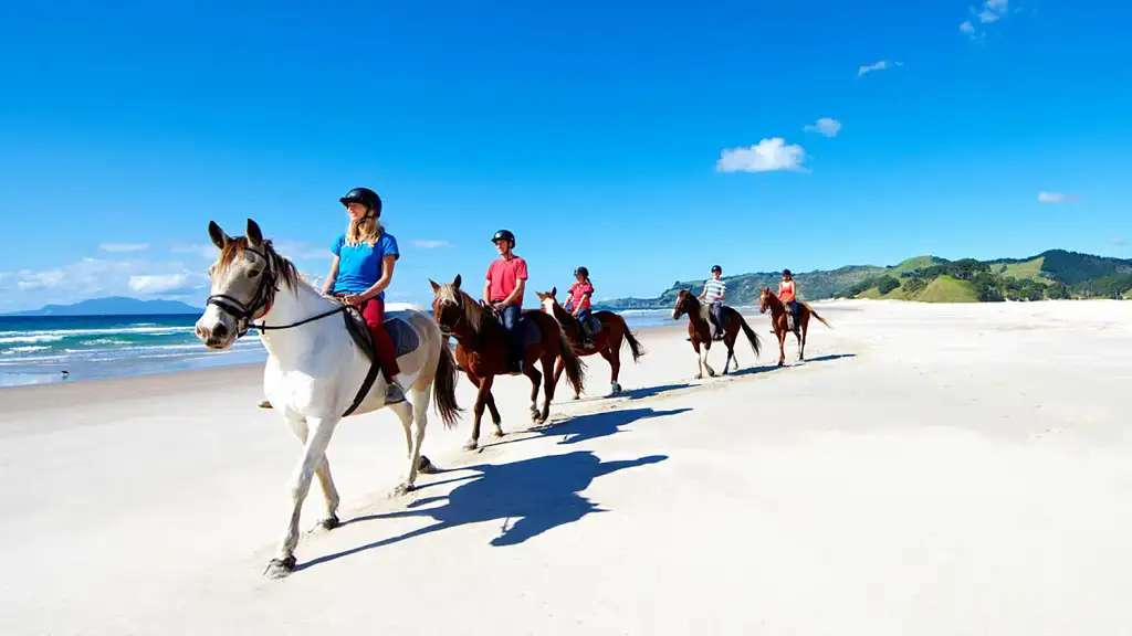 Auckland Beach Horse Riding & Wine Tasting