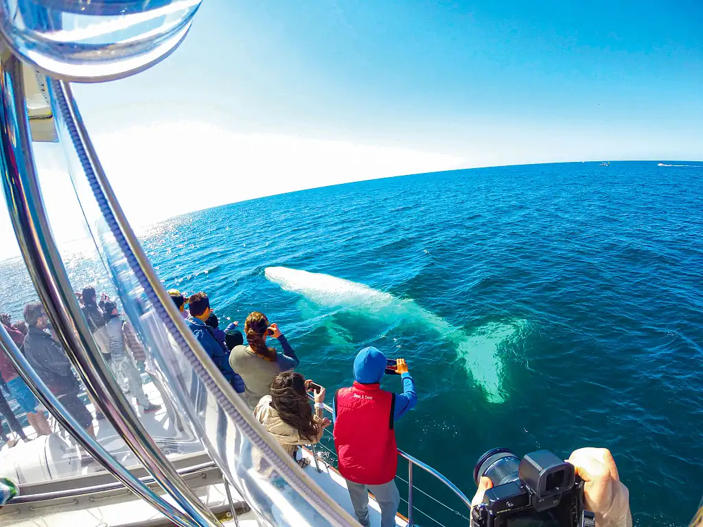 Gold Coast Whale Watching Cruise